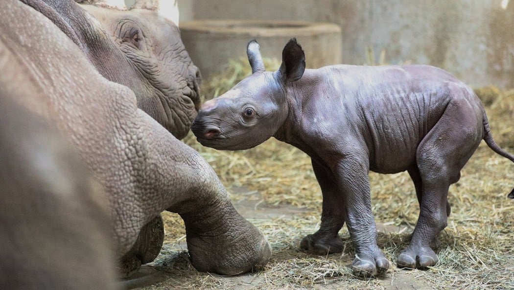 Potter Park Zoo 1