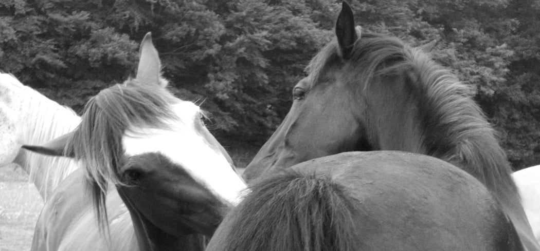 Ferme Équestre De St-Bihy: centre de vacances familial randonnée cheval(Côtes d'Armor, Saint Brieuc) 5