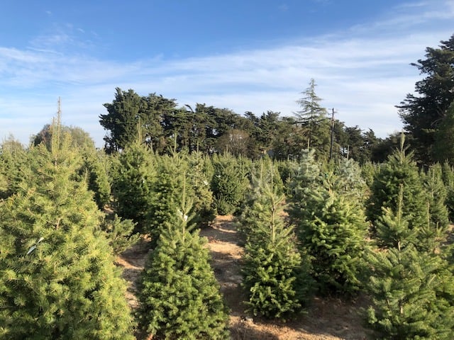 Garlock Tree Farm 2