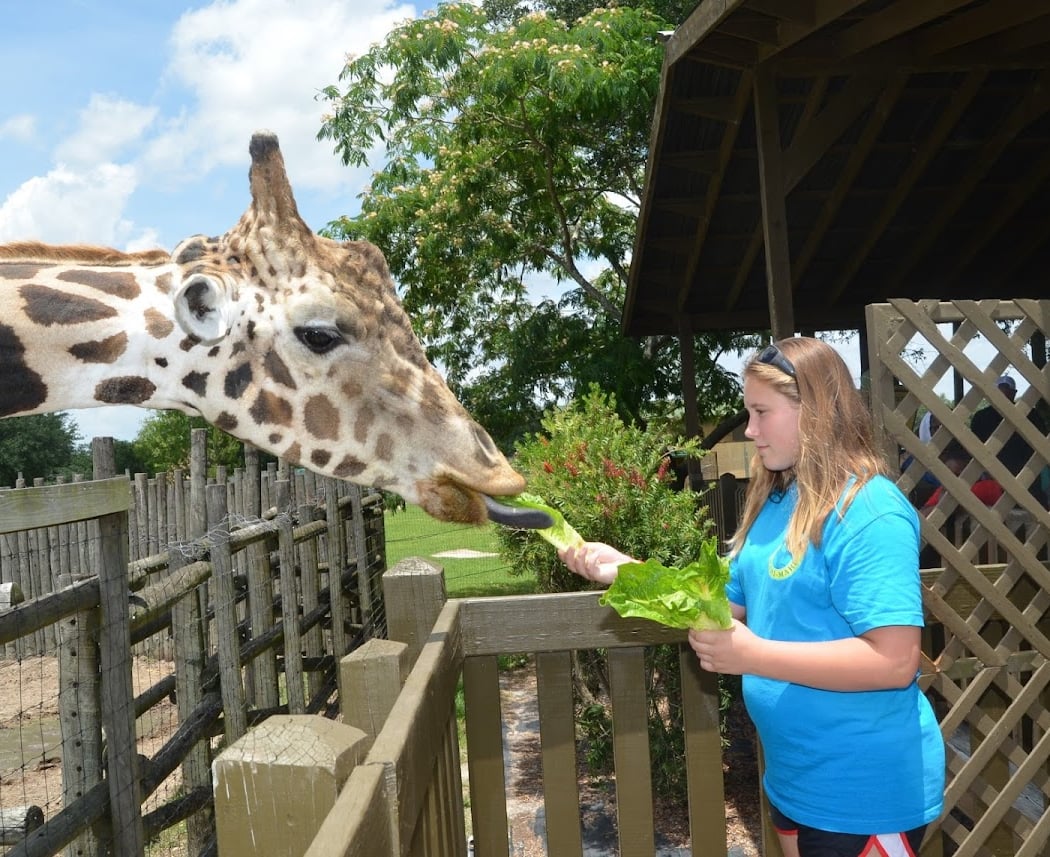 Wild Adventures 3