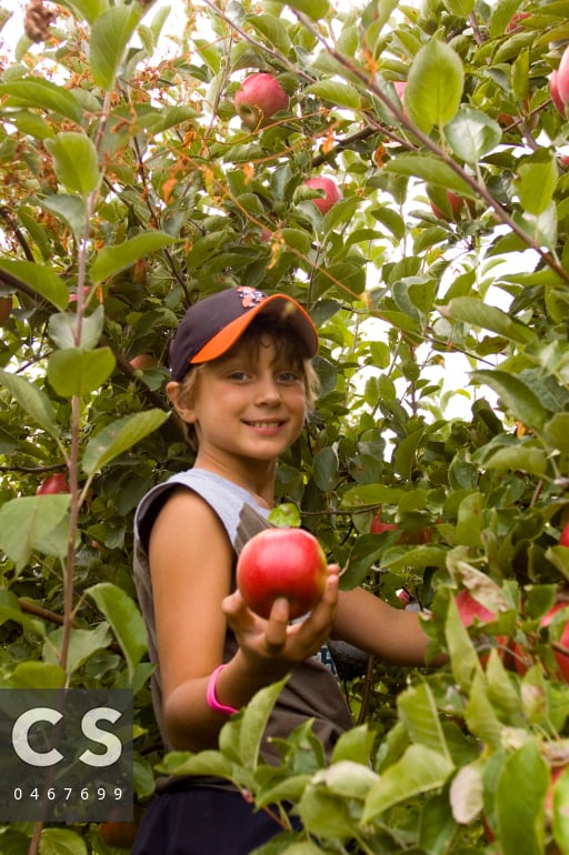 Apple Picking at Stuart's Fruit Farm 1
