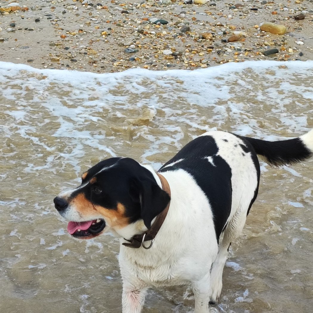 Beach Mane Guen 1