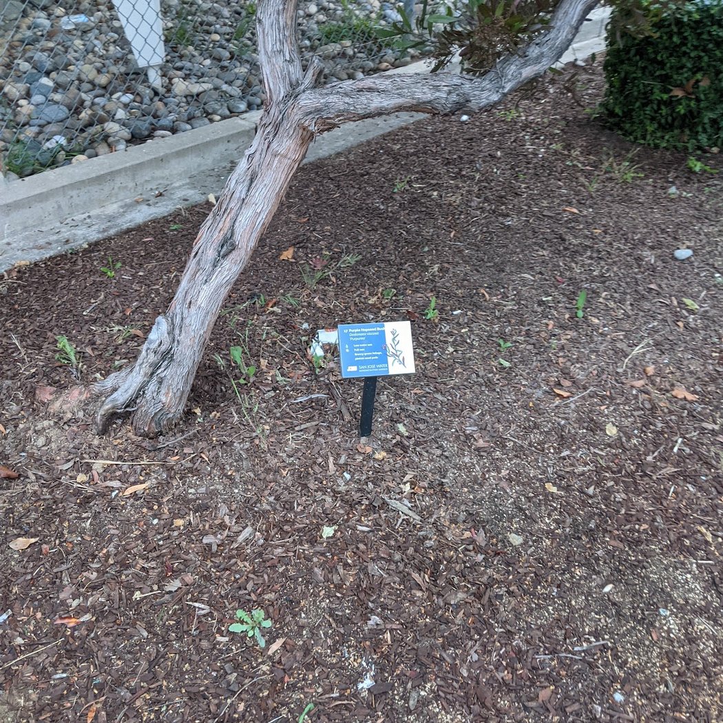 San Jose water demonstration garden 2