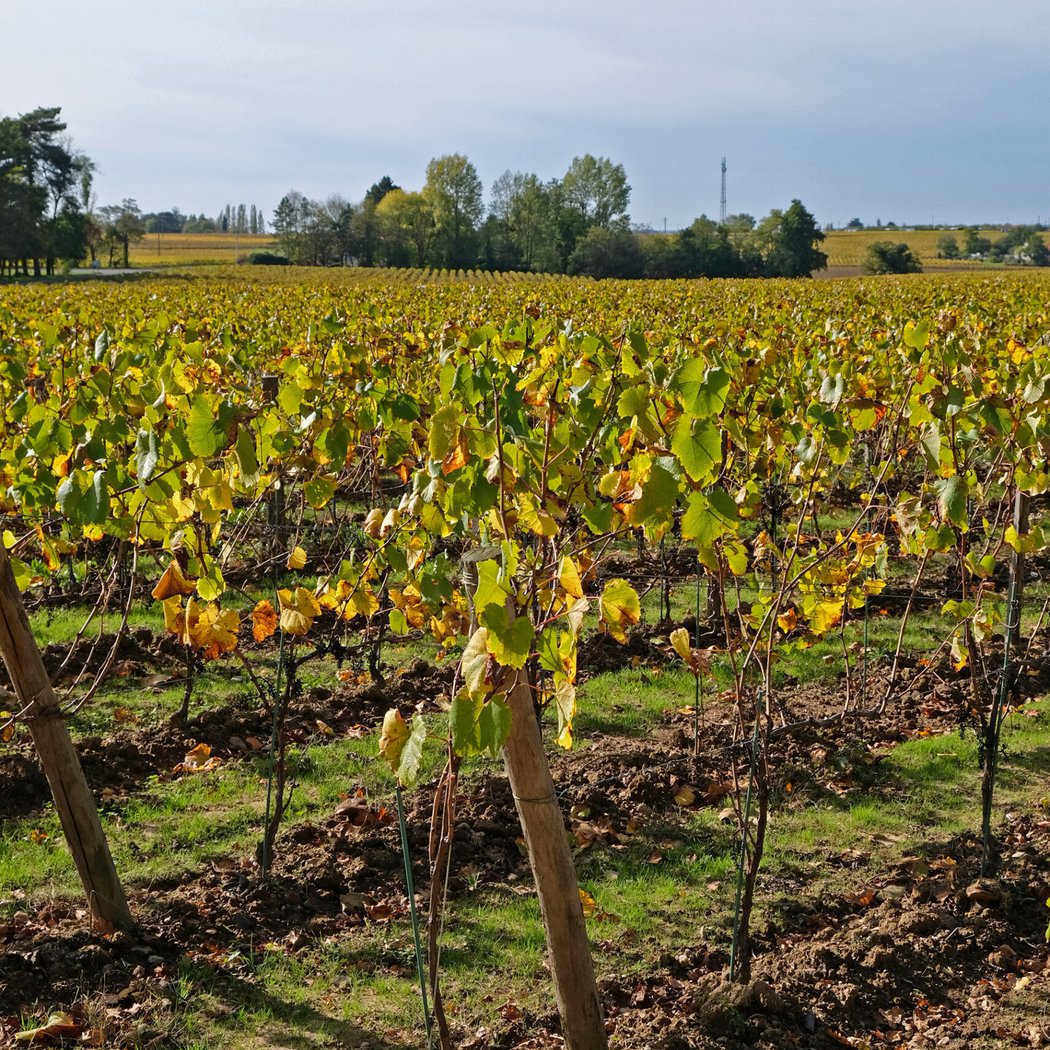 CAVE VINS SUR VINS - LA CAVE DE SAINT JO 3