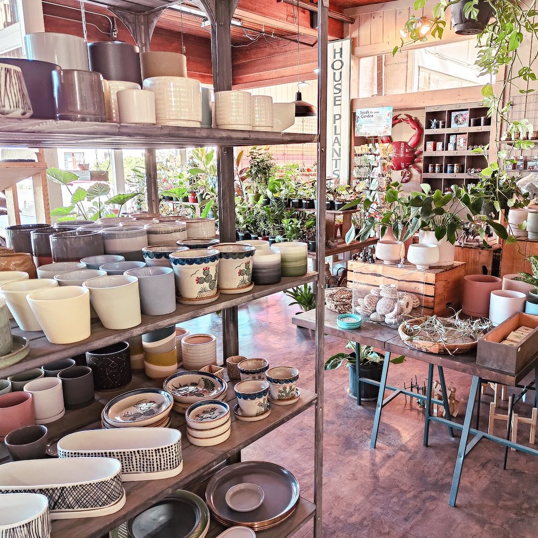 Cactus Jungle Nursery and Garden 2