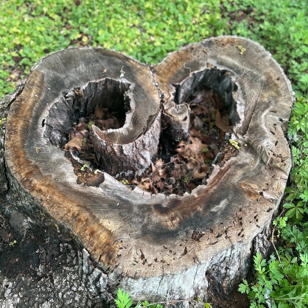 Bronx River Forest Park 3