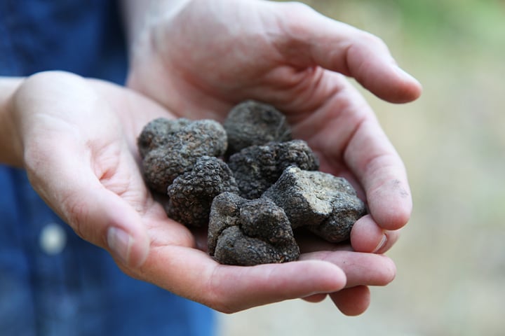 Les Pastras Truffle Farm 1