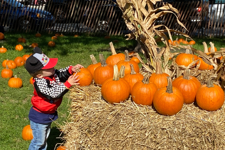 Pumpkin Patch at Sheridan