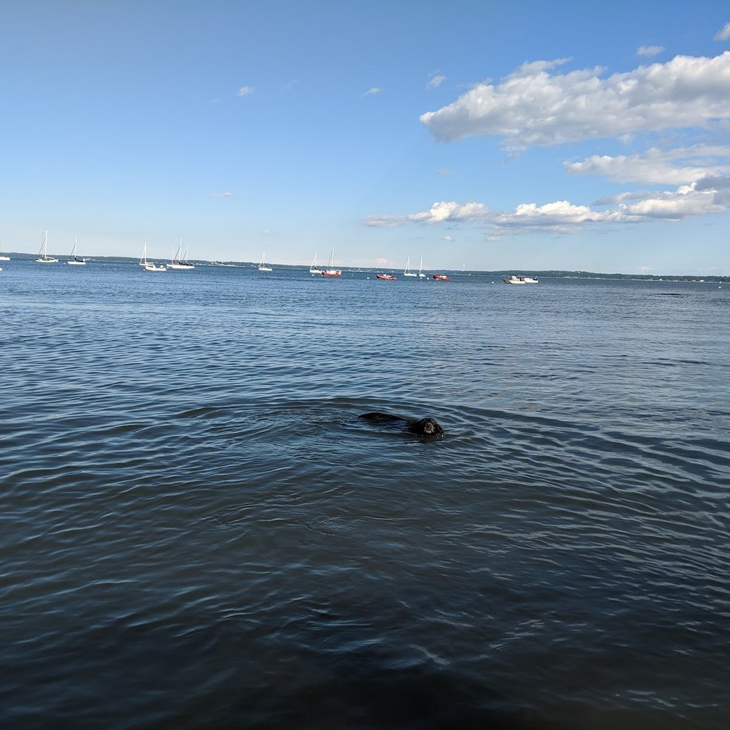 Larchmont Dog Beach 3