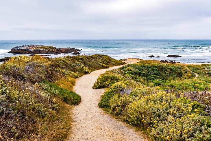 Pescadero State Beach 2