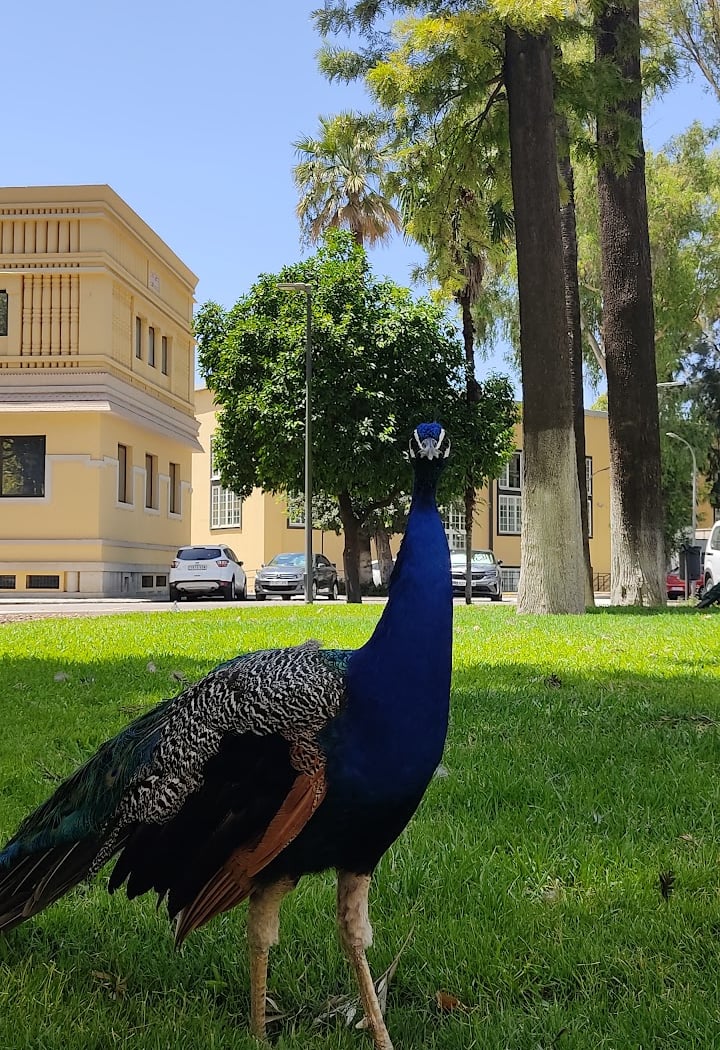 Redes De Bibliotecas En Sevilla 4