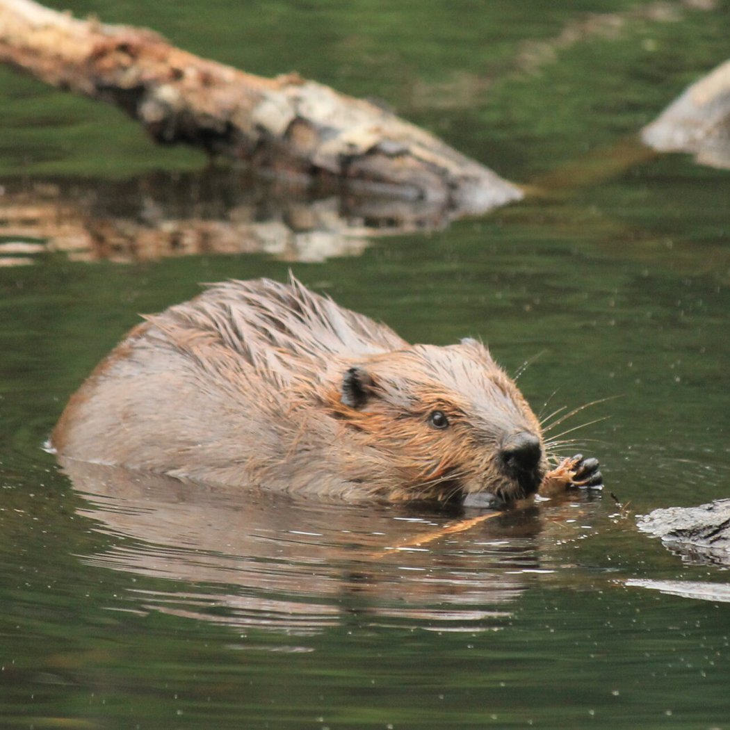 Thankful for Beavers Hike 1