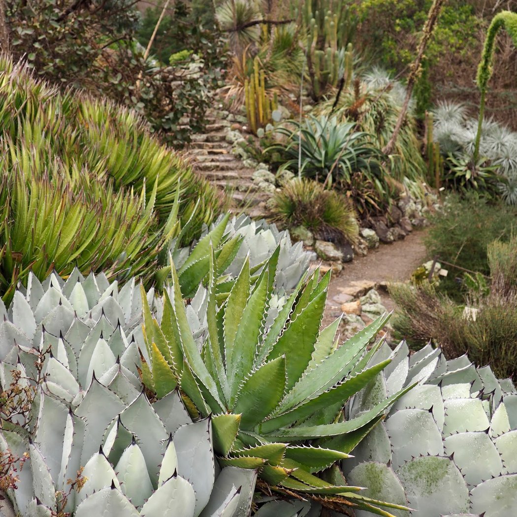 Discovery Station: Cycads 3