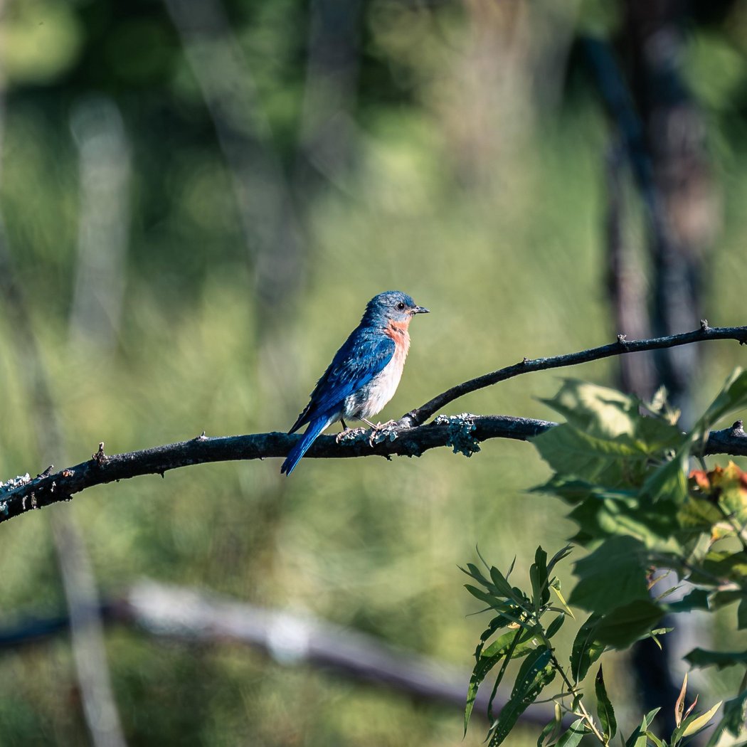 Bird Friends of Shelby Guided Hike 3