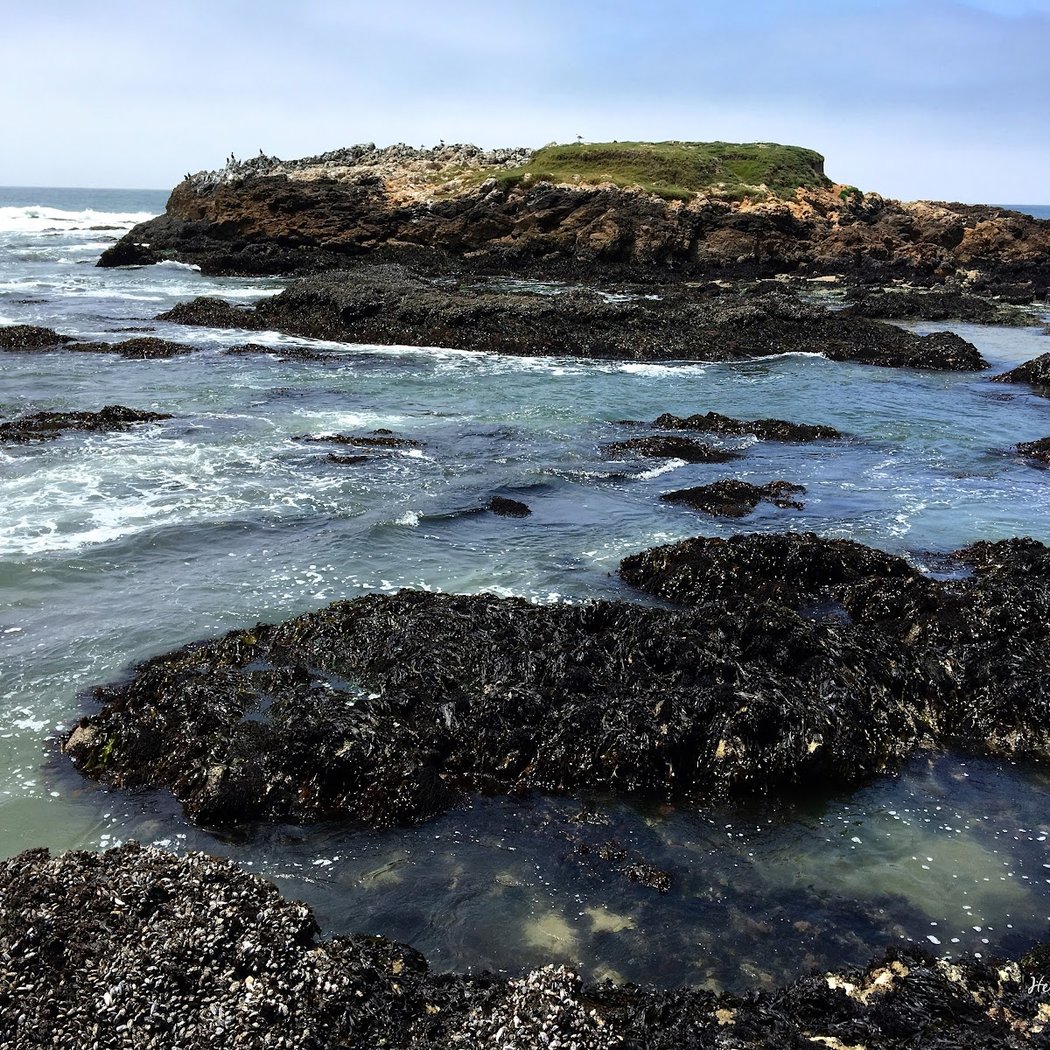 Pescadero State Beach 1