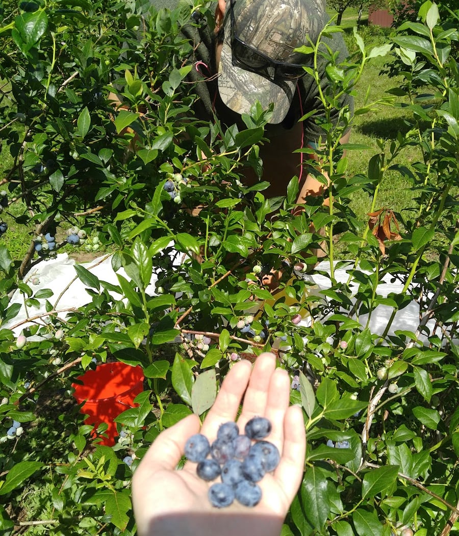 Mountain Pasture Farm 3