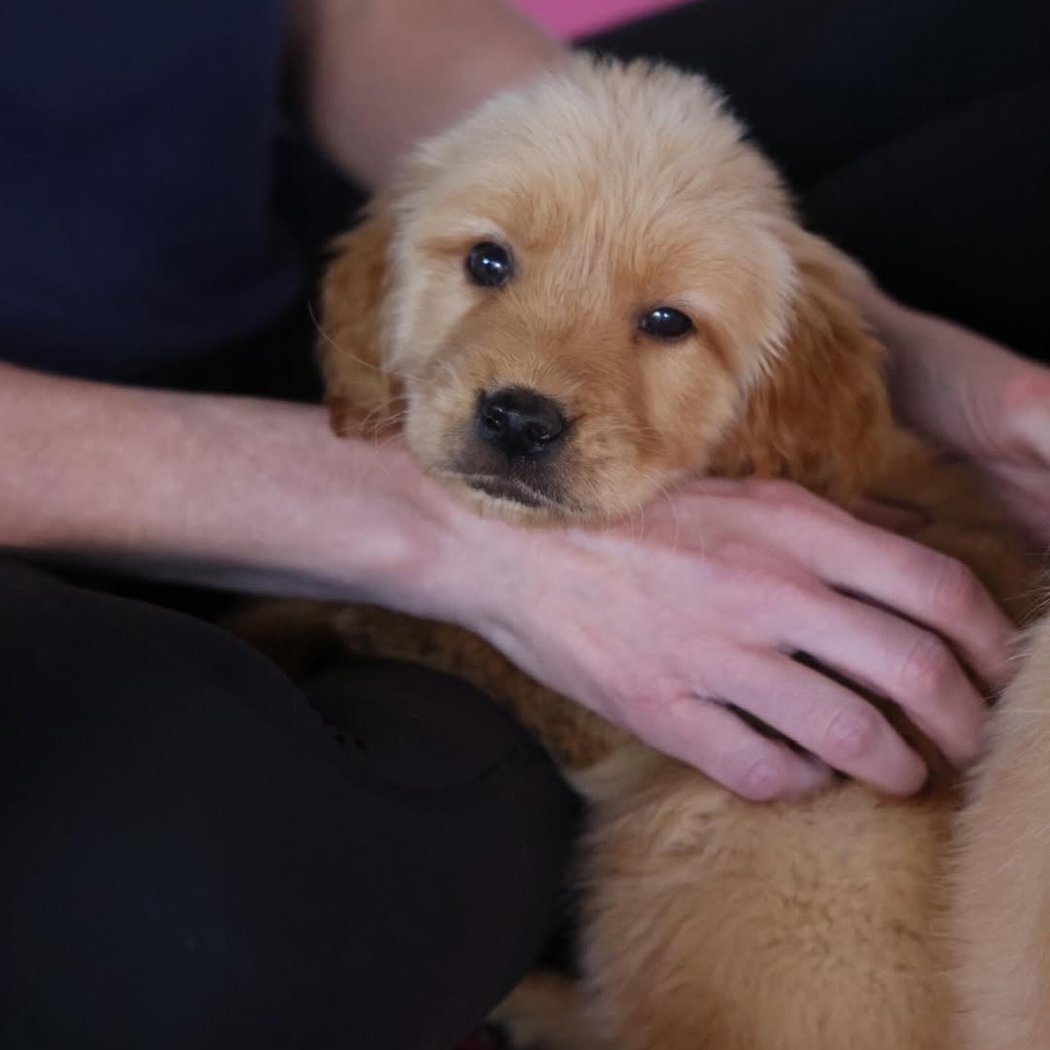 Golden Retrievers Puppy Yoga 1