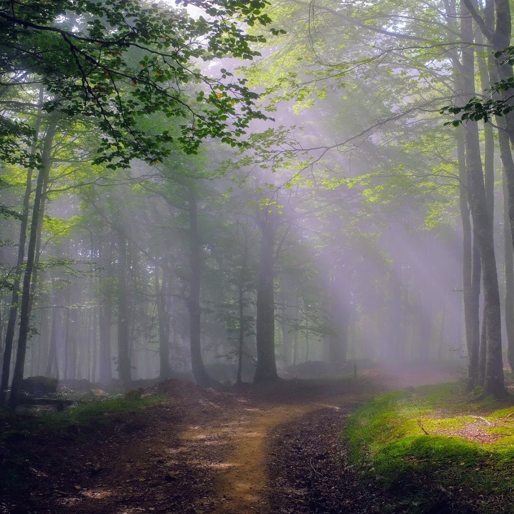Irati Forest 1