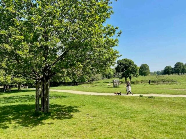 Richmond Park 4