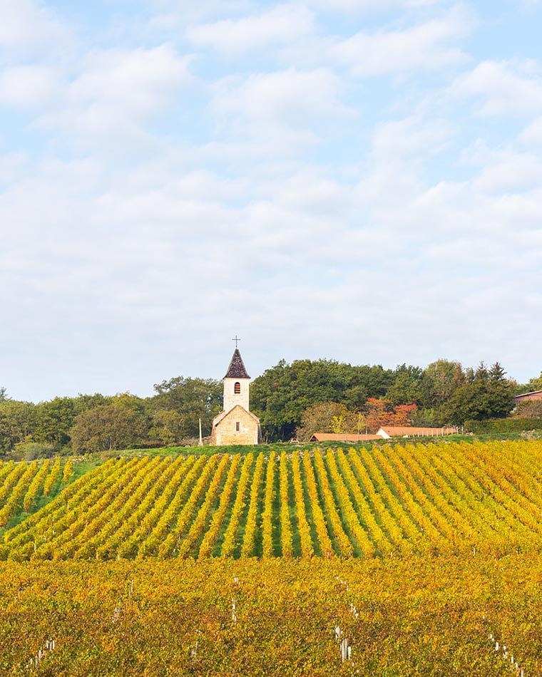 ATELIER DU 16 MARS : LES FUTURS GRANDS VINS 1