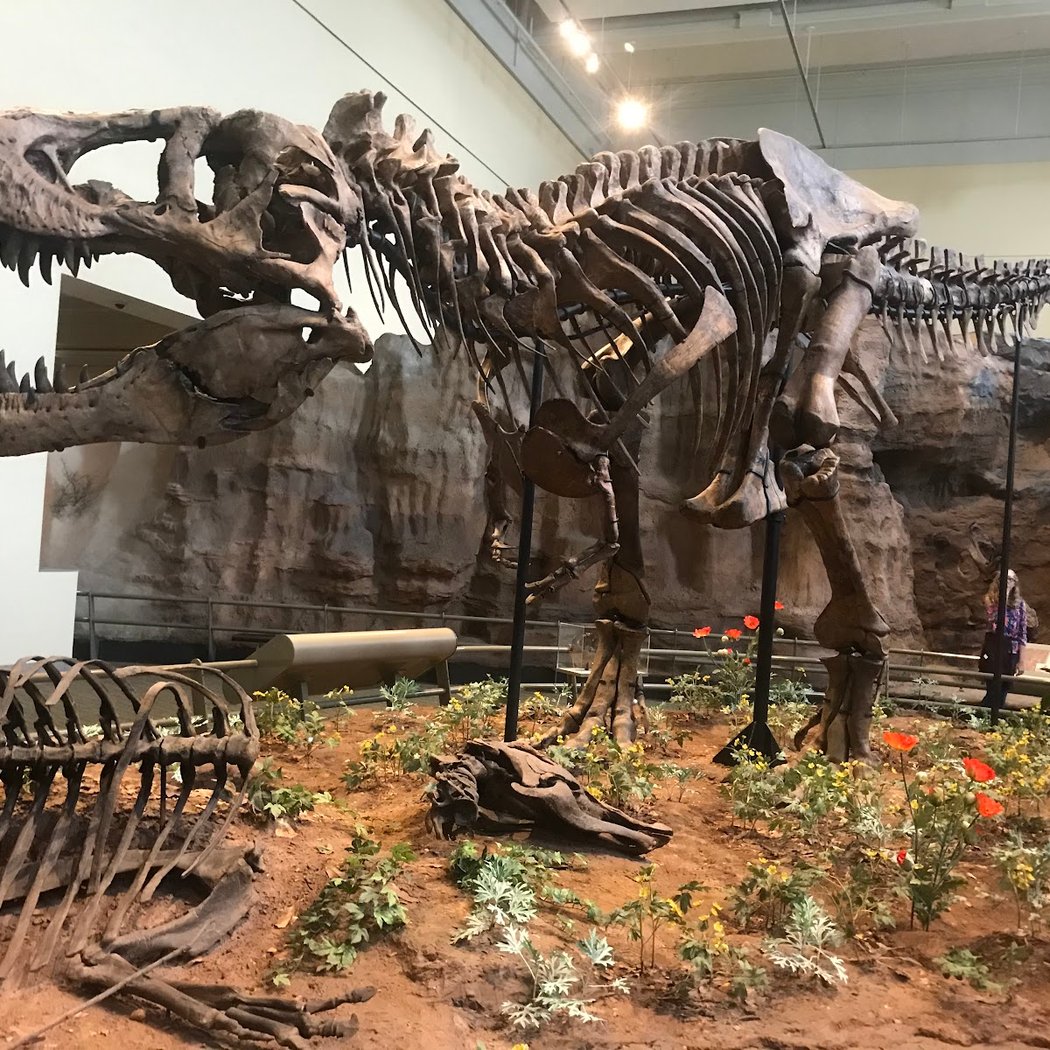 Carnegie Museum of Art 5