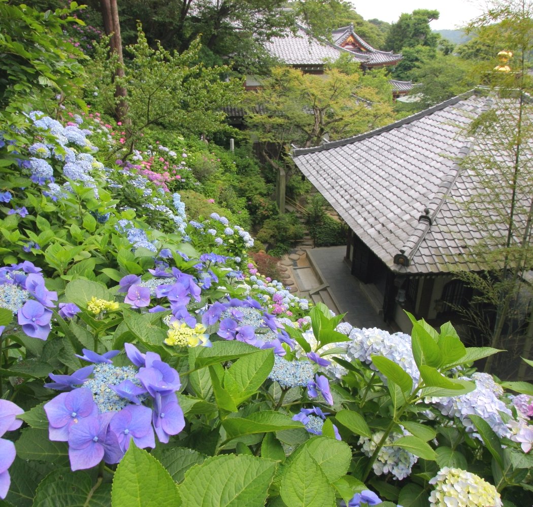 Hasedera Temple Hydrangea Path 1