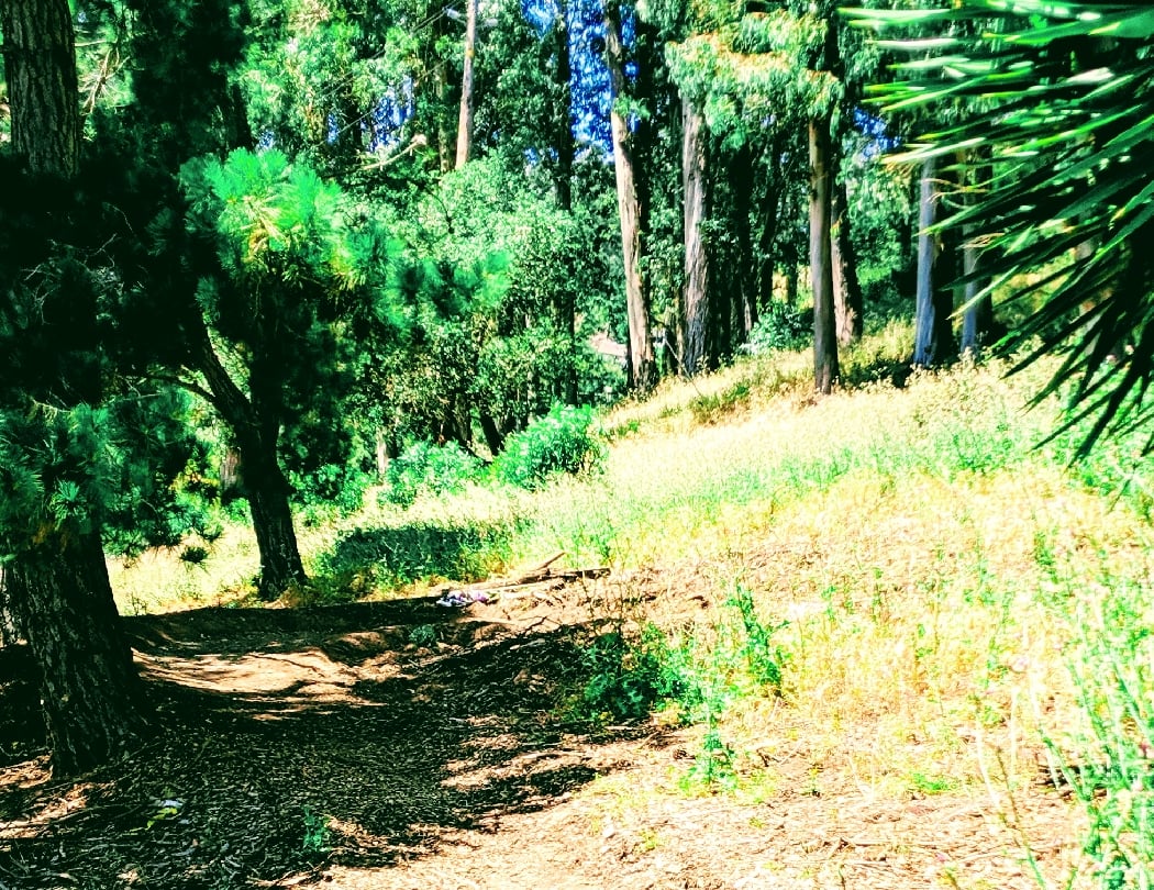 Sourgrass Path 1
