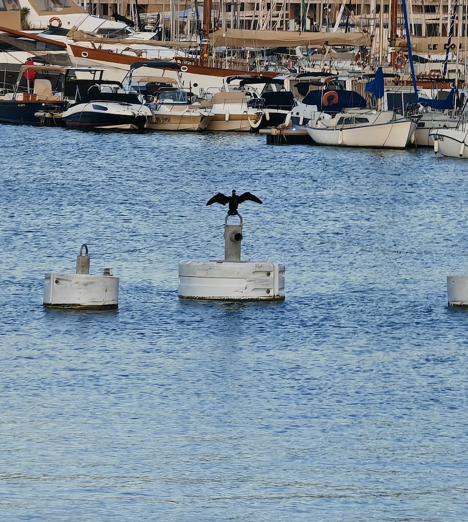 Vieux port 5