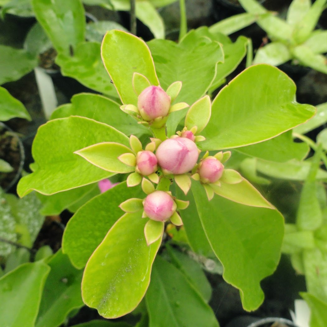 TROPICAFLORE SARL 1