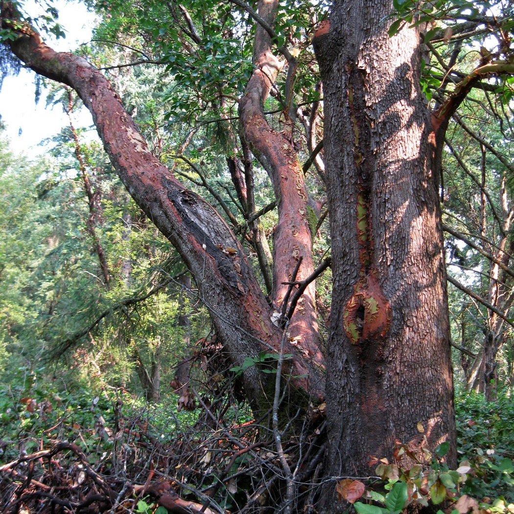 Summer Berry Celebration and Restoration at Westcrest Park 2