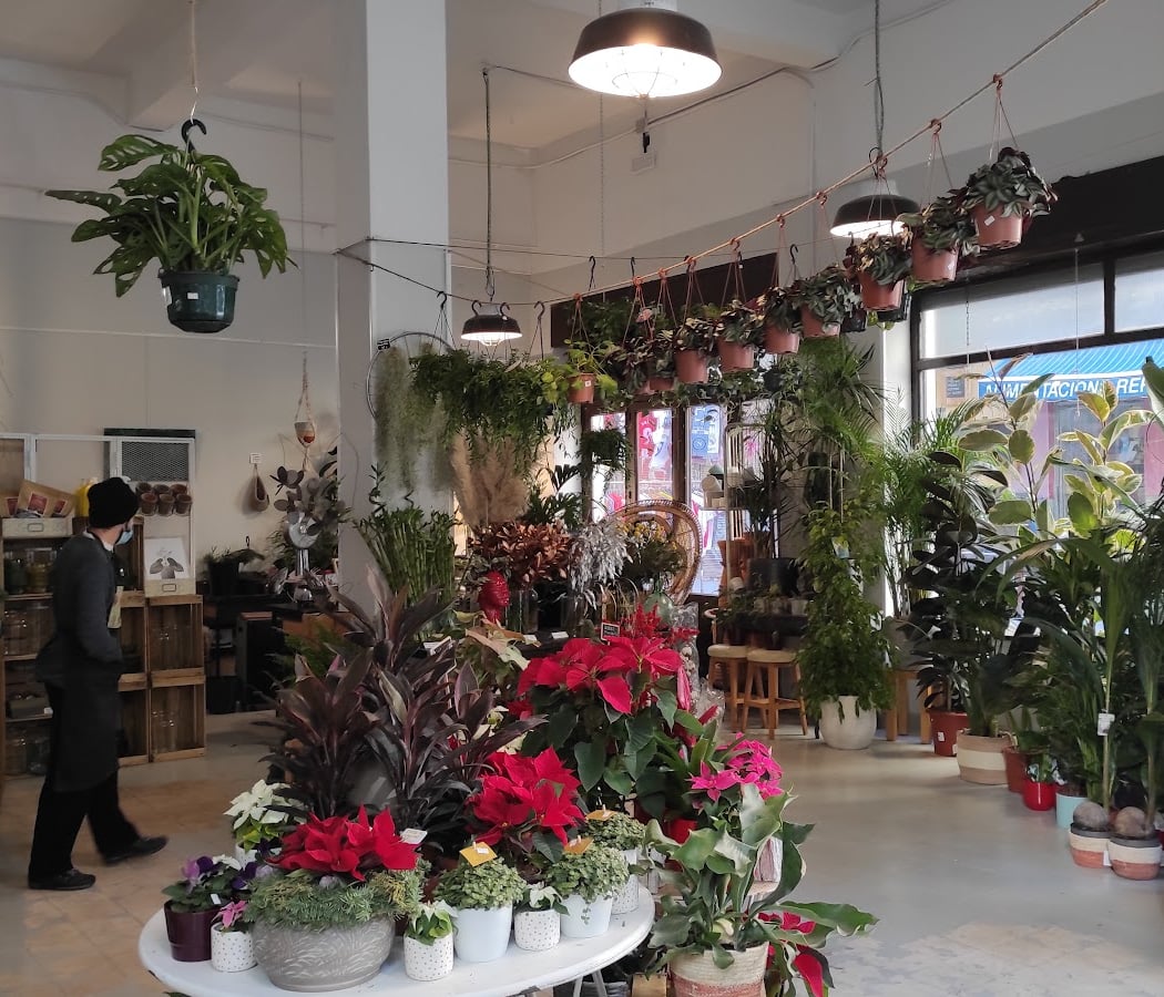 plantas luego existes