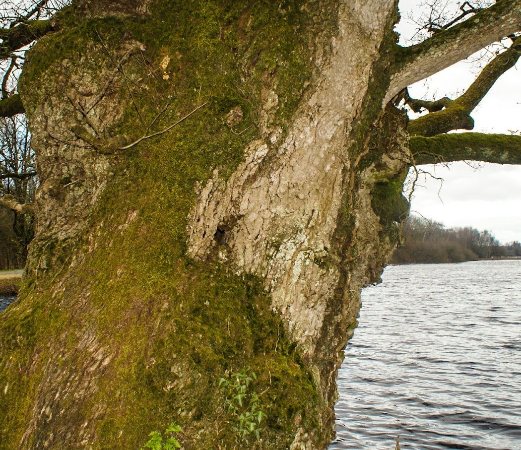 Découvrez les hivernants du lac de Clégreuc 3