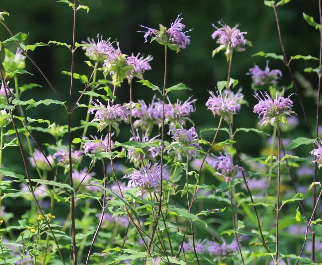 Native Plants & Pollinator Gardens 2