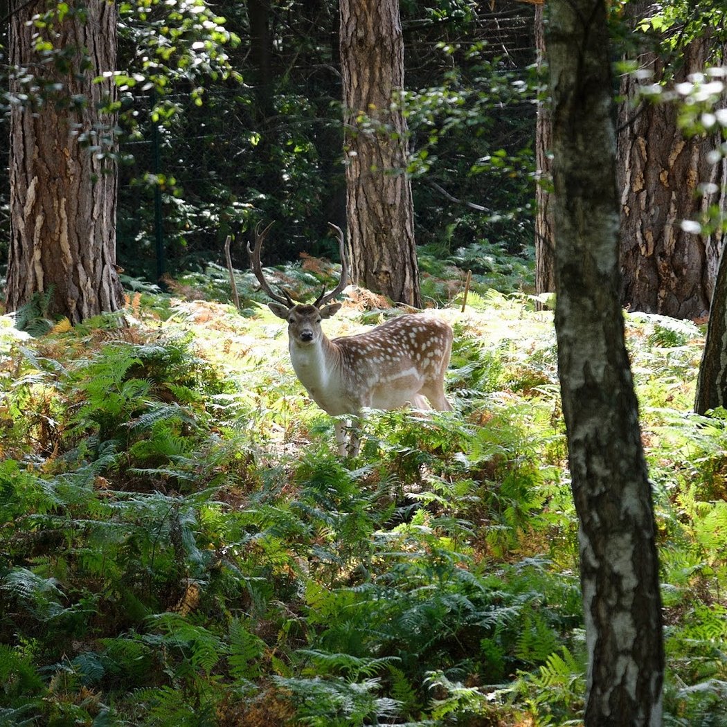 Forêt Sauvage 1