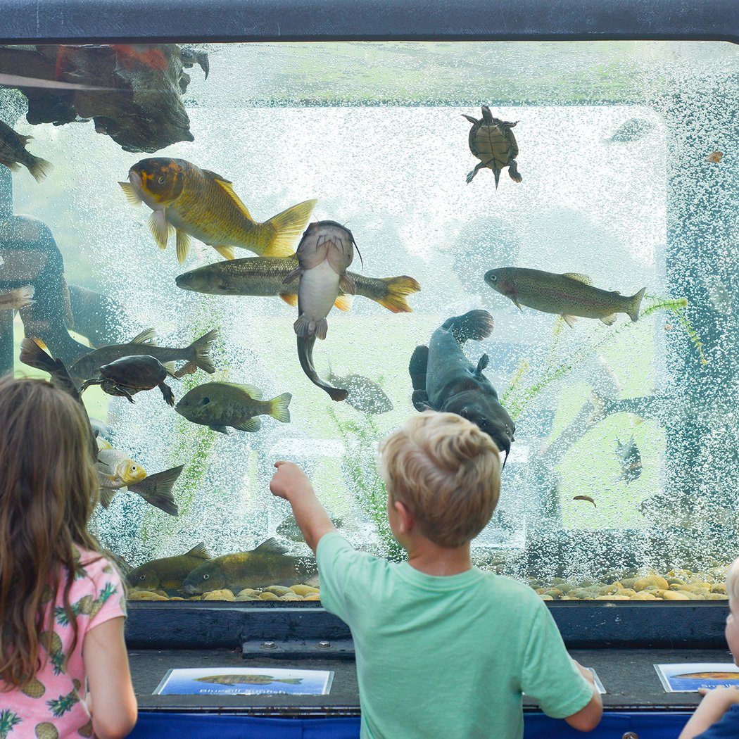 Fish Feeding Viewing 1