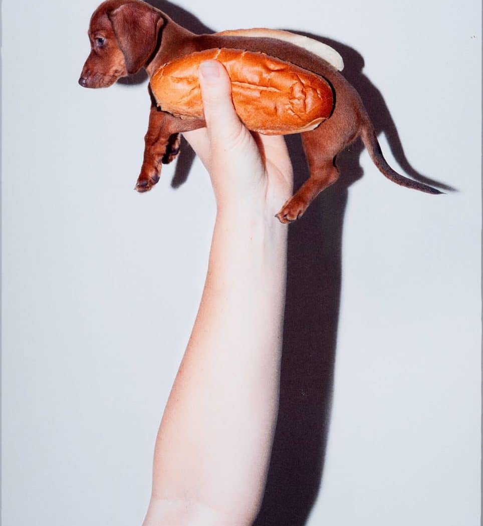 Exposition collective sur le thème du chien 1