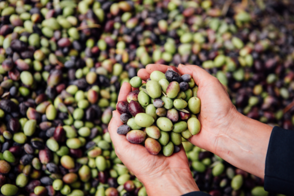 Festival of Olives 1