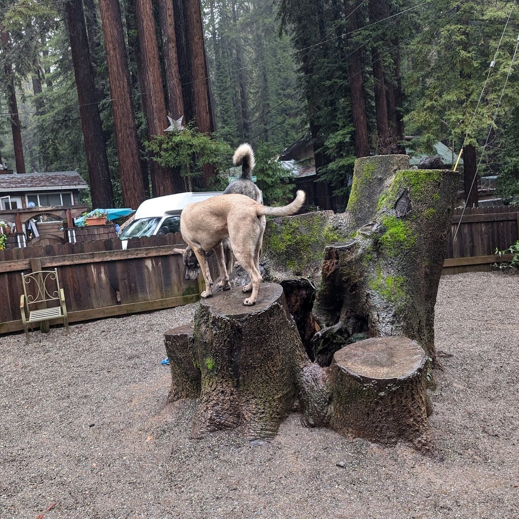 Bruno Farnocchia Dog Park 3