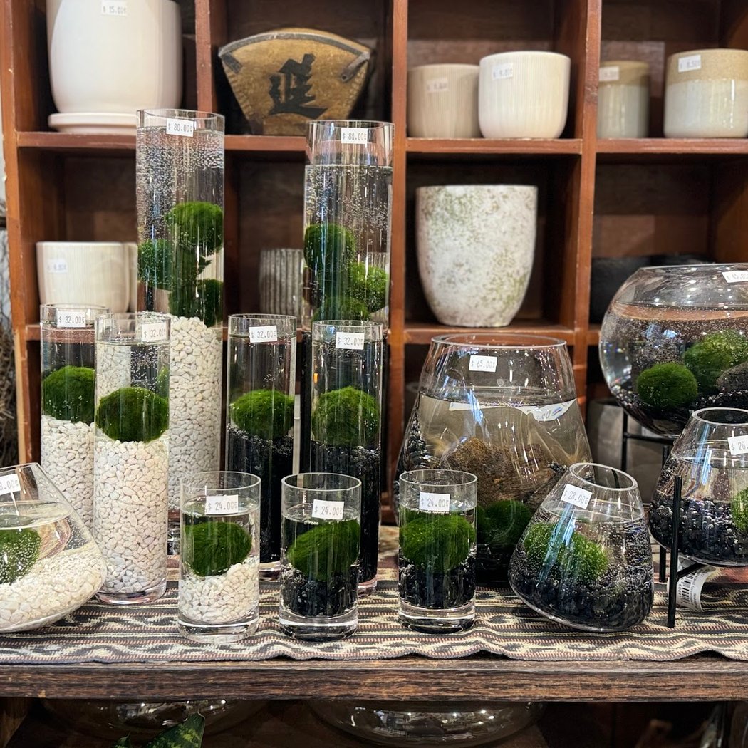 Utsuwa Botanical Design 1