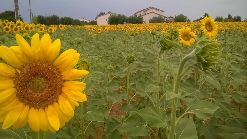 Méjannes-lès-Alès 3