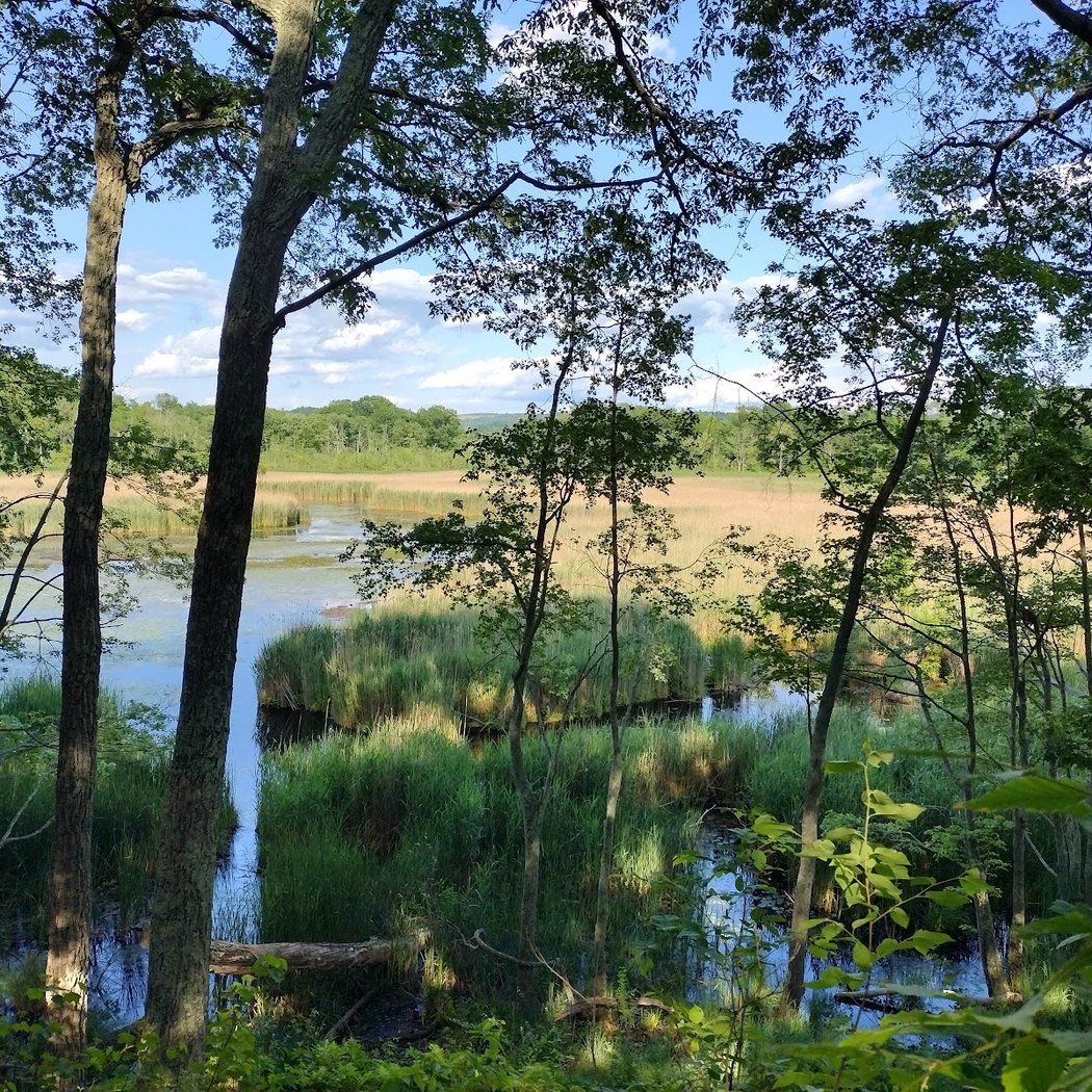 Thompson Pond Preserve 2