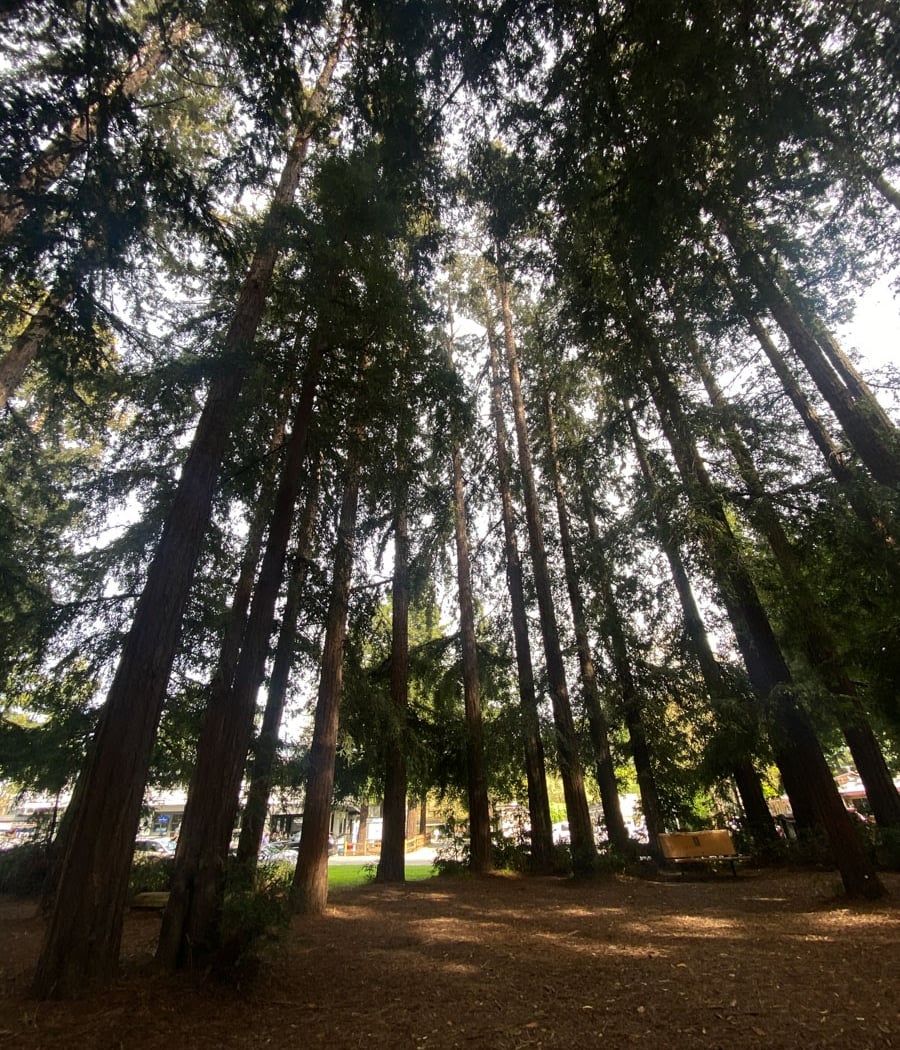 Bolinas Park 1