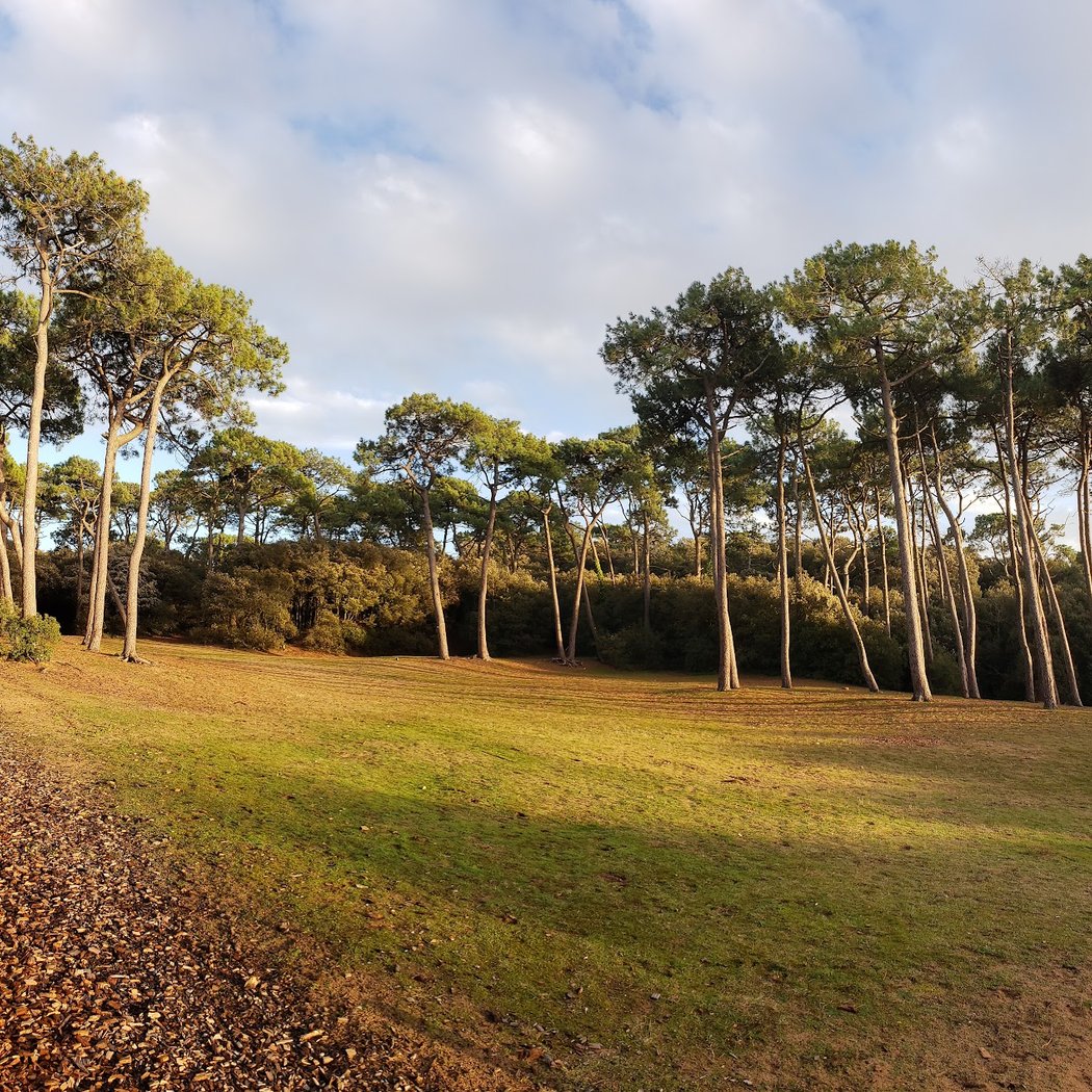 Forêt de la Pierre Attelée 3