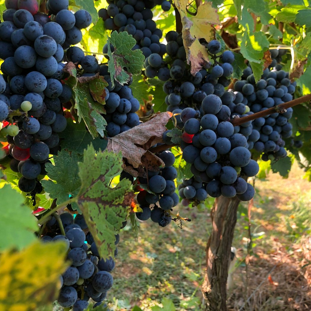 Cloverdale Wine Walk 1