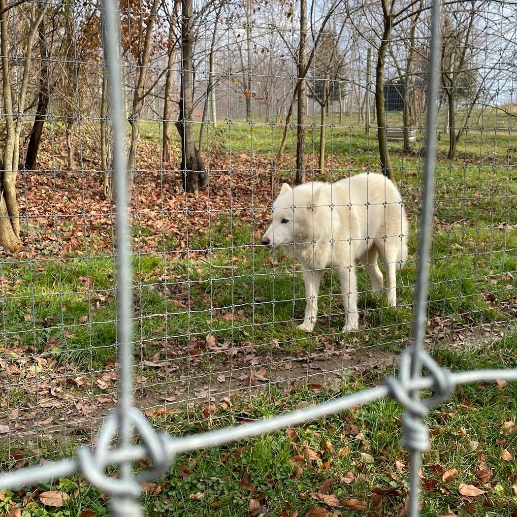Wolf Sanctuary of PA 3