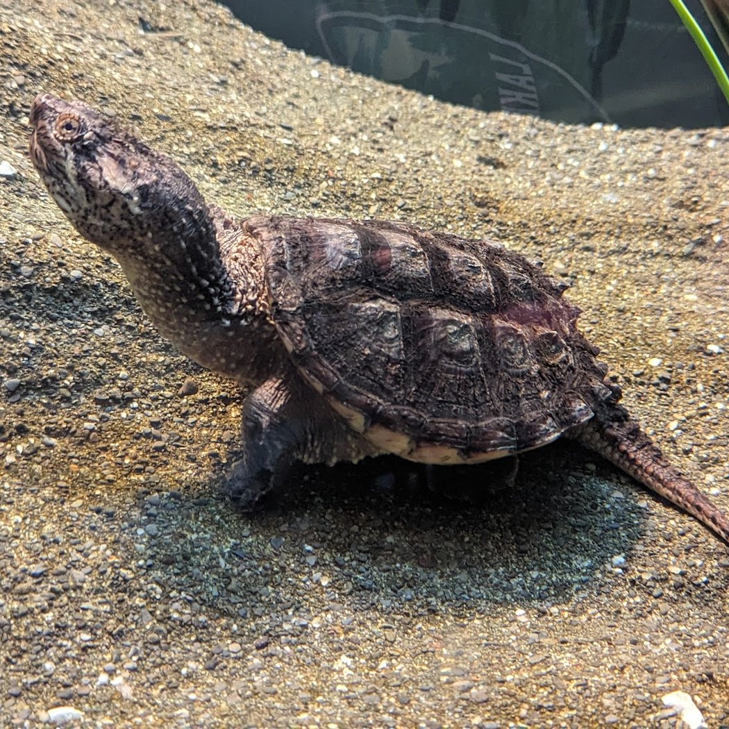 Amphibians, Reptiles, and Fish Museum 2