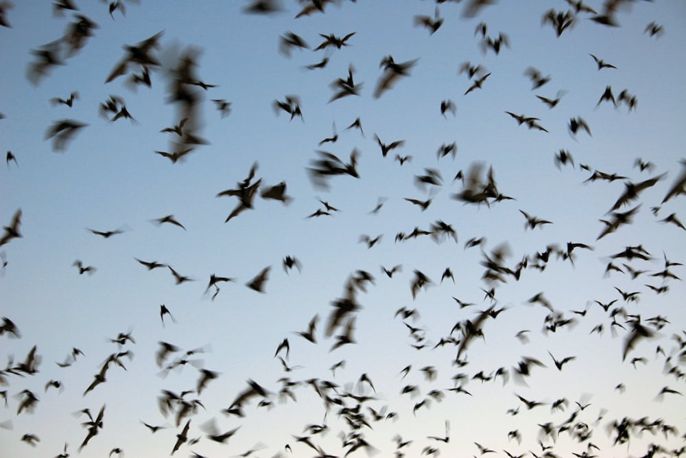 Bat Chat 5