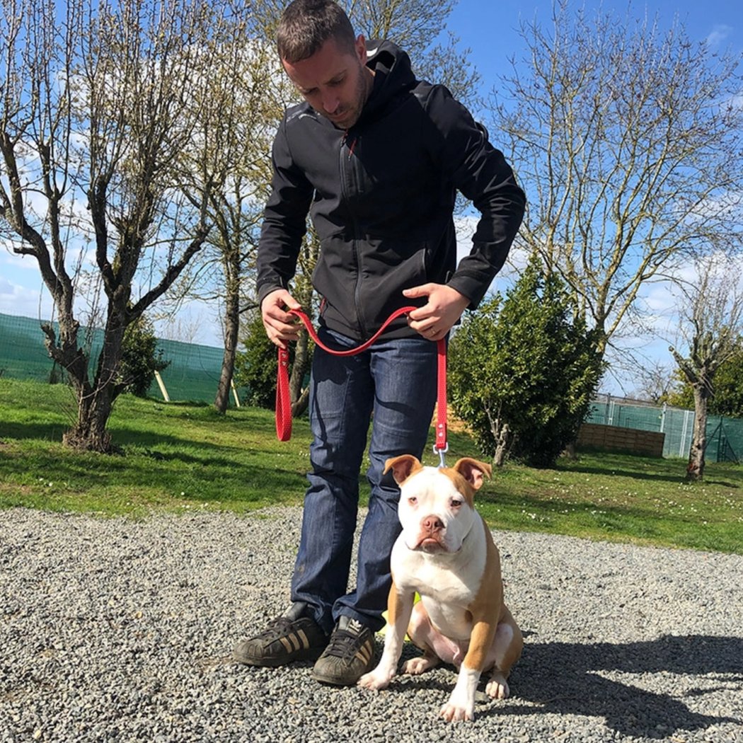 L’ACADÉMIE DES CHIENS - Éducateur comportementaliste canin. 3