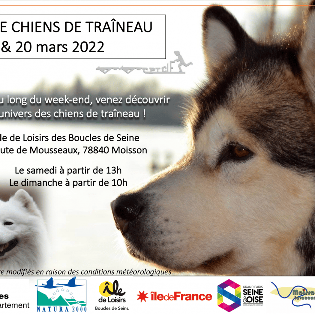Course Chiens de Traîneau 1