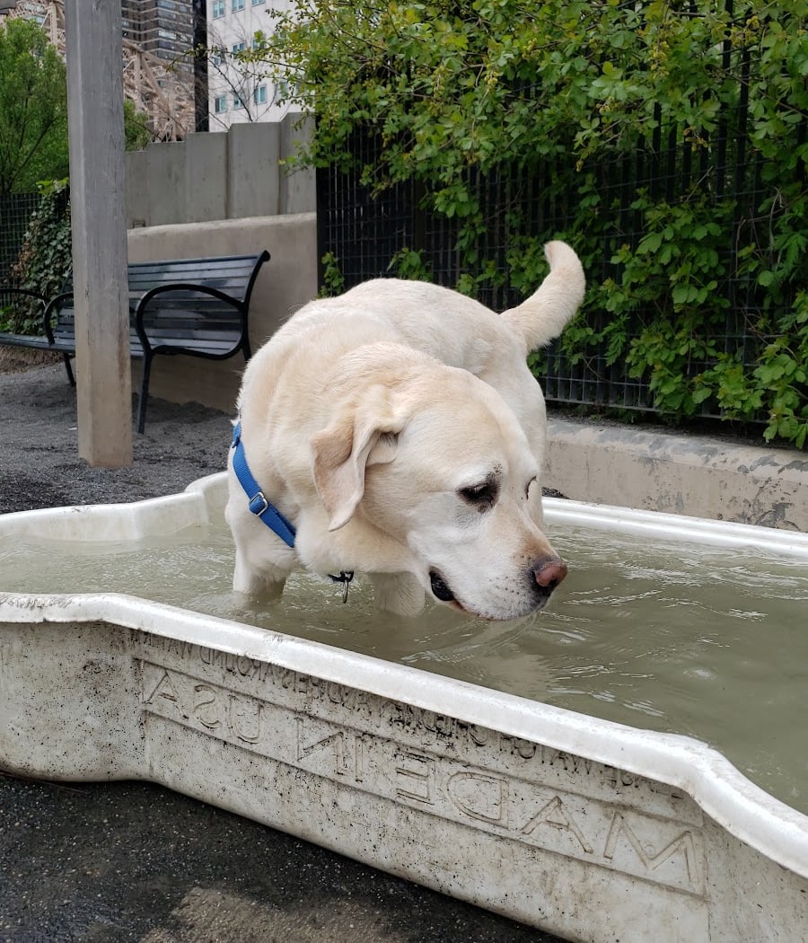 East River Esplanade Dog Run 2